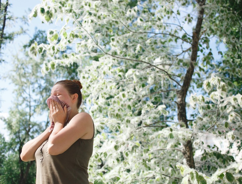 nyárfa, allergia, szénanátha, orrfolyás