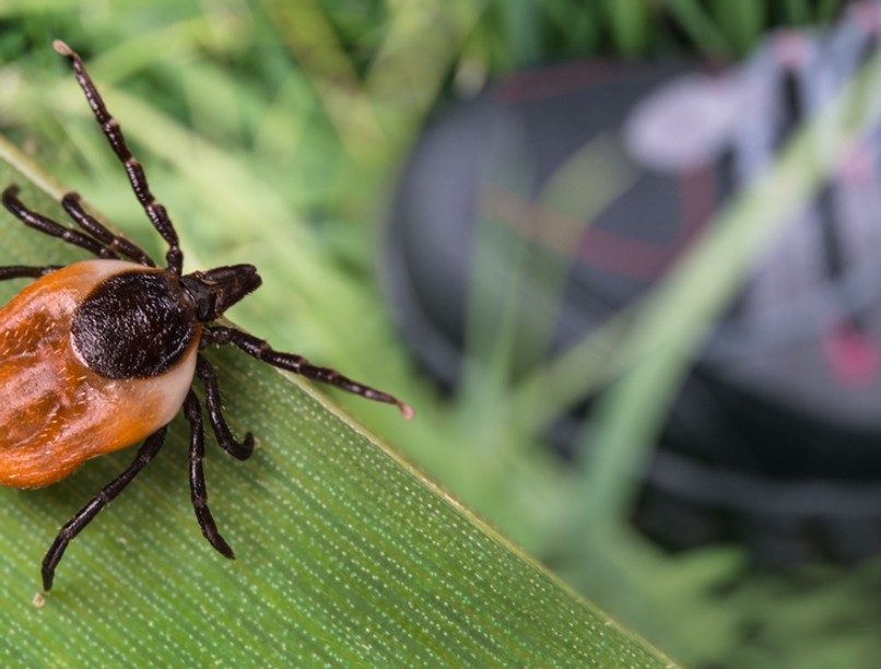 kullancs, kullancscsípés, kullancs-encephalitis, oltás, agyhártyagyulladás, agyvelőgyulladás