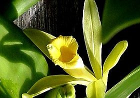 Több vaníliát az ételeinkbe?!