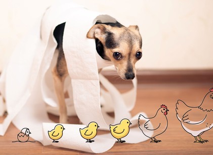 Mire lehet allergiás a kutya? Nem csak a csirke lehet a bűnös – ezekre is allergiás lehet kedvencünk című cikk nyitóképe