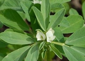 Görögszéna (lepkeszeg) - a természetes vágyfokozó