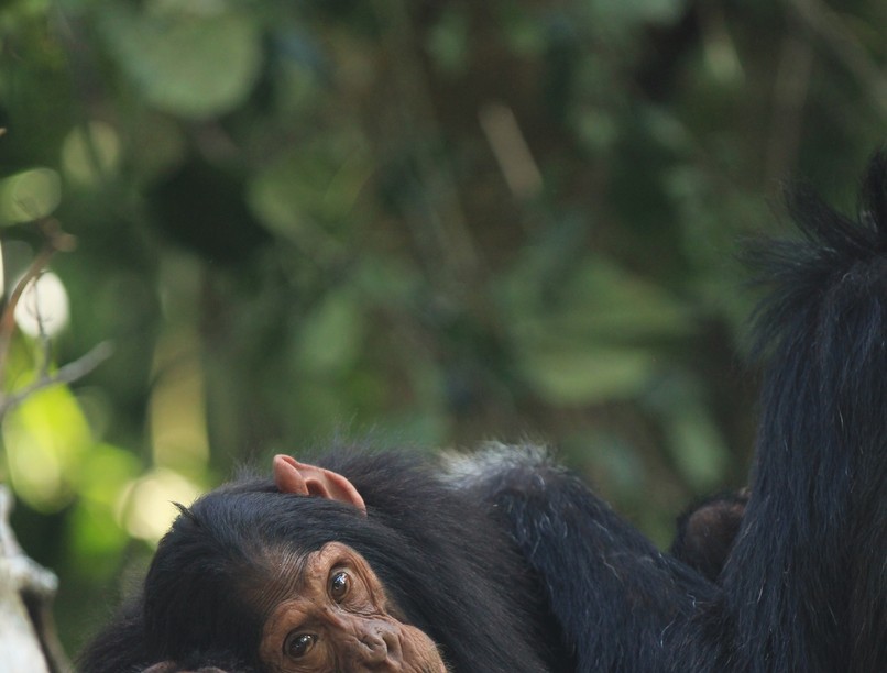 ngogo, menopauza, állatvilág