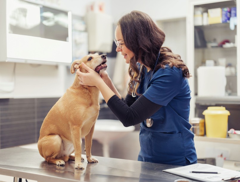 kutya kell tetanusz rozsdás
