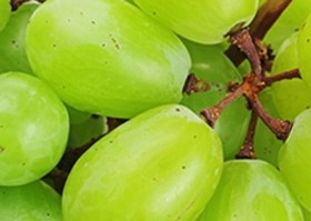 Kutatás: szőlővel a vastagbélrák ellen?