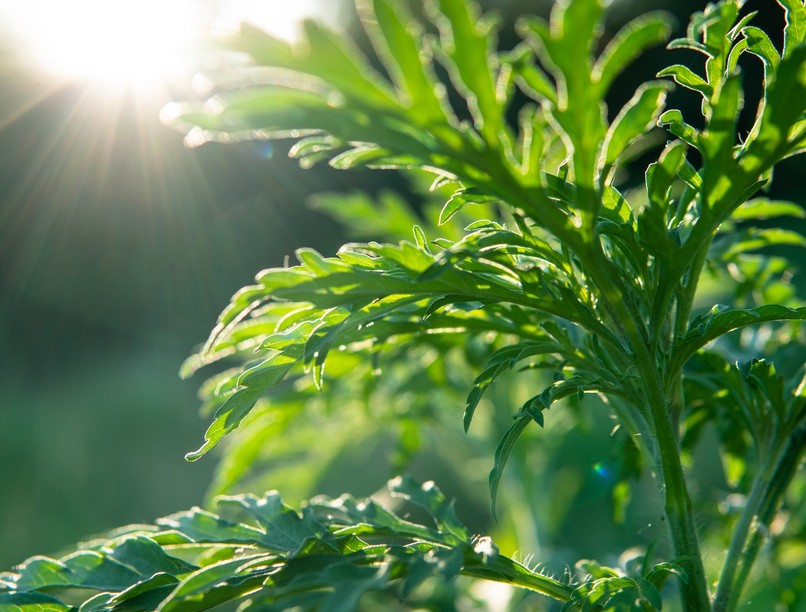 parlagfű allergia tünet, viszketés kaparó torok
