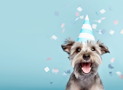 Tudja meg, vajon hány éves a kutyája – Nem 7-szeres szorzóval kell számolni!  című cikk nyitóképe