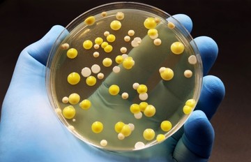 Legyőzhetők a szuperbaktériumok? Magyar kutatók új felfedezése!