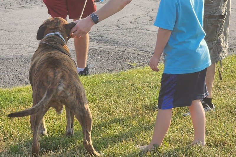 Szívszorító: az egész környék elkísérte utolsó sétáján a daganatos kutyát