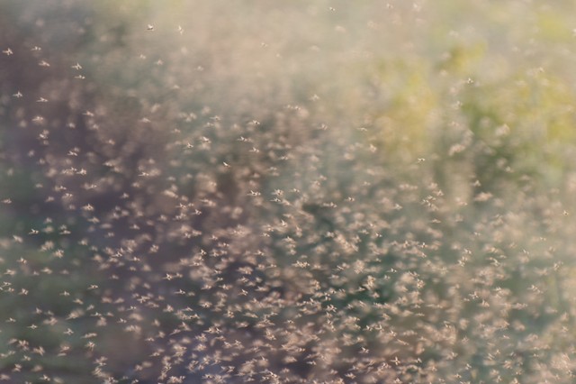 Az elmúlt 30 év egyik legnagyobb szúnyograjzására számítanak a kutatók a Balatonnál