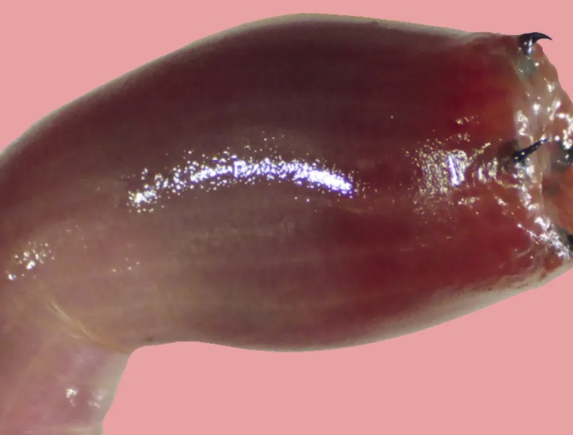 fémfogú vérférgek férgek élősködő Glycera