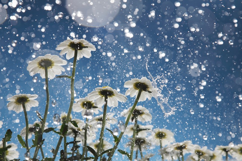 Medárd napja és a jóslatok: ennyire veheti komolyan őket