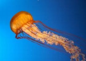 Egzotikus állatok csípései, marásai