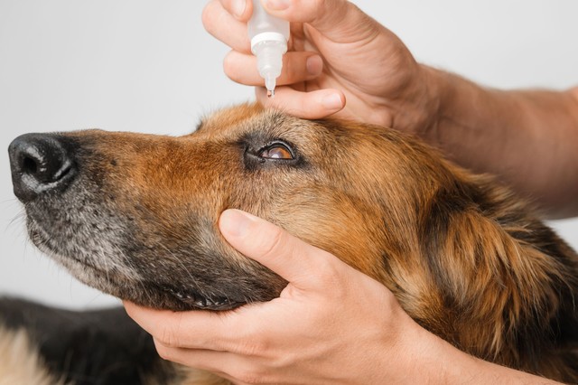 Otthoni betegápolás kutyáknál: így segíthet stresszmentesen kedvencének a gyógyulásban