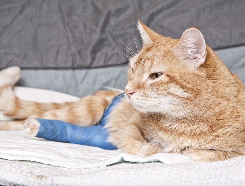 Mitől bénul le a macska hátsólába