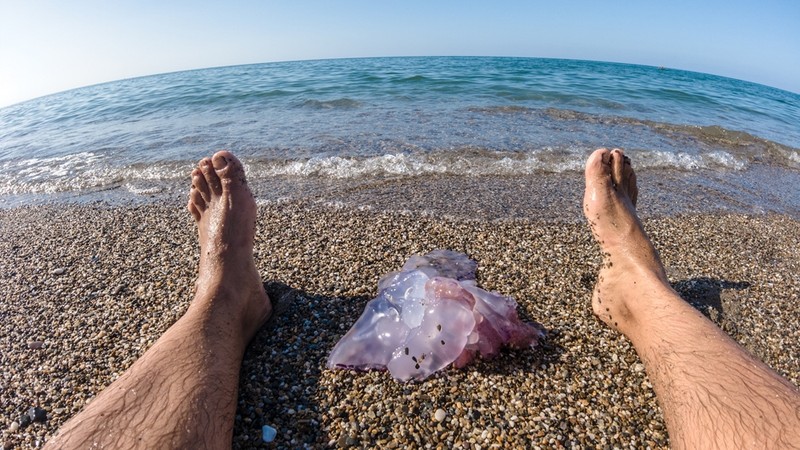 Medúzacsípés ellen tényleg segít, ha lepisiljük a csípés helyét?