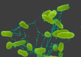 Gyorshír: Magyarországra nem érkezett szalmonellás német tojás