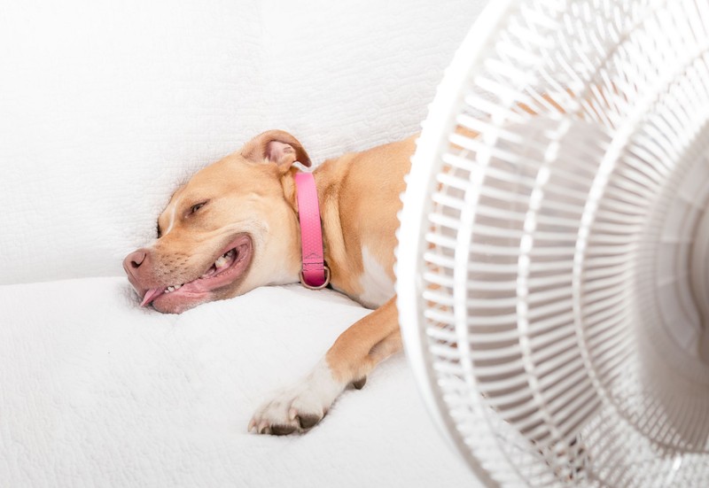 Így hűtheti le kutyáját a nyári hőségben – tegye elviselhetőbbé neki a kánikulát