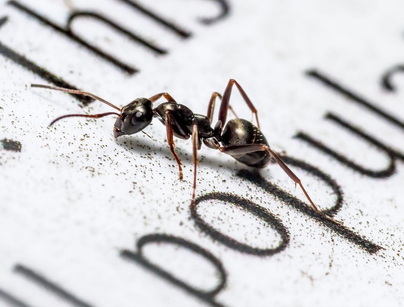 rák, daganat, hangya, rosszindulatú tumor