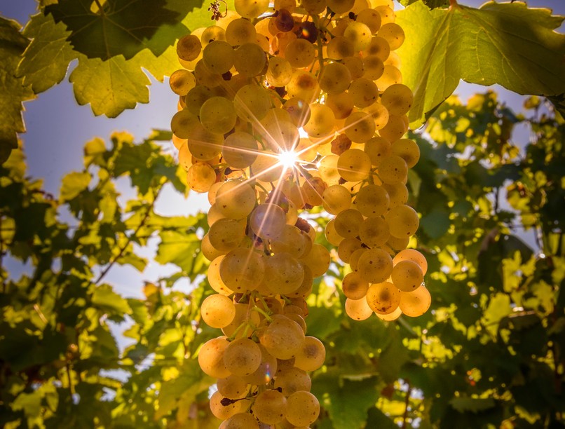tokaji aszú, vinoterápia, gyógybor, szőlő, aszú, bor, természetes gyógymód, gyógyszer 