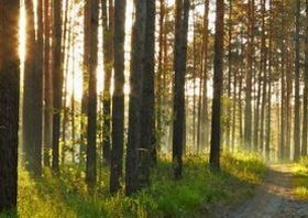 Kevesebb gyógyszer - a Komplementer Medicina segítségével?!