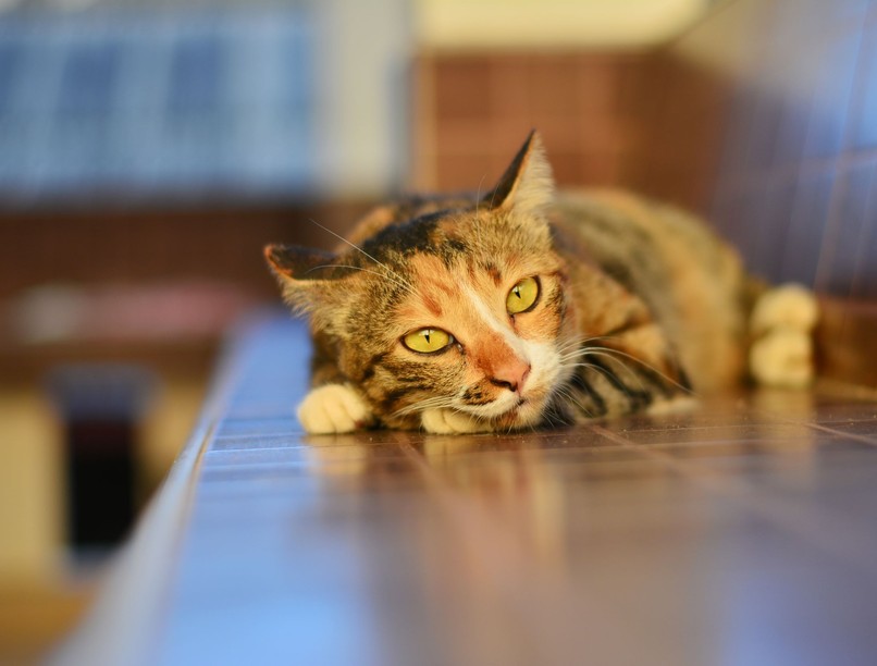 Meddig maradhatnak egyedül otthon macskák