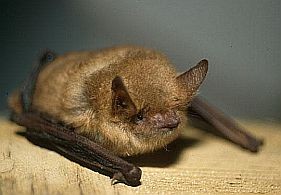 Mi az a denevérjárvány?