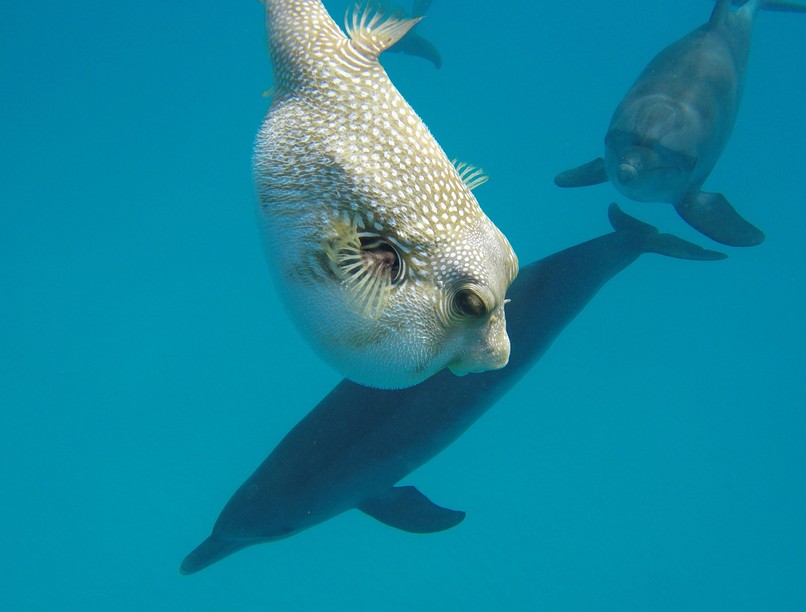 Tényleg gömbhallal tépnek be delfinek