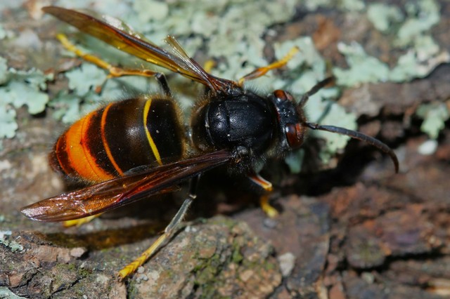 Aggasztó hírek: ázsiai lódarázs bukkant fel - a lakosságra is veszélyes lehet