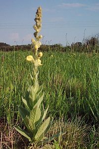 Gyógynövények – Szöszös ökörfarkkóró