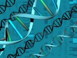 Gének - lassú anyagcsere - túlsúly?