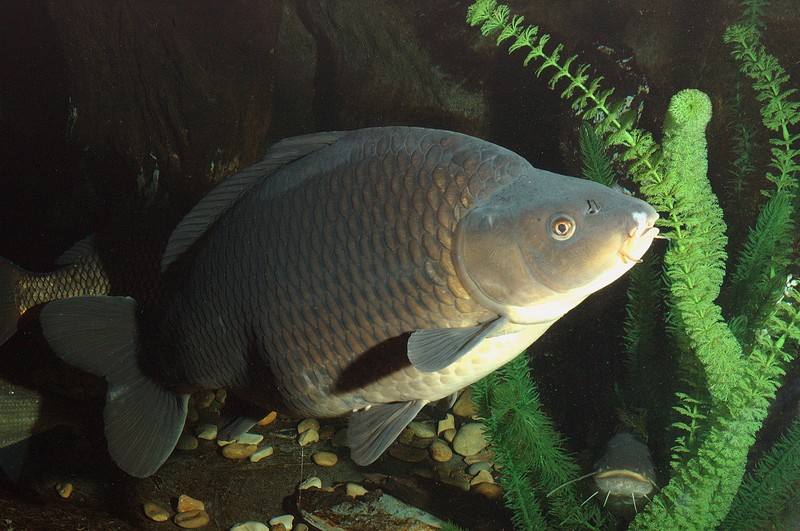 Arzéntartalmuk miatt nem javasolja a Nébih a Sajóból kifogott halak fogyasztását