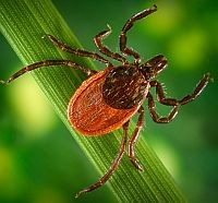 A kullancscsípés húsallergiát okozhat?