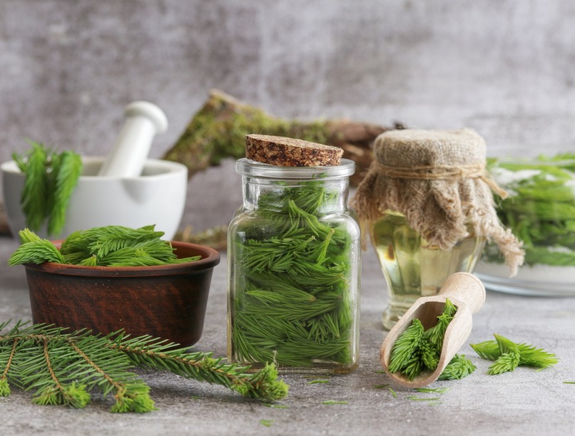 fenyőrügy szirup készítés hatás