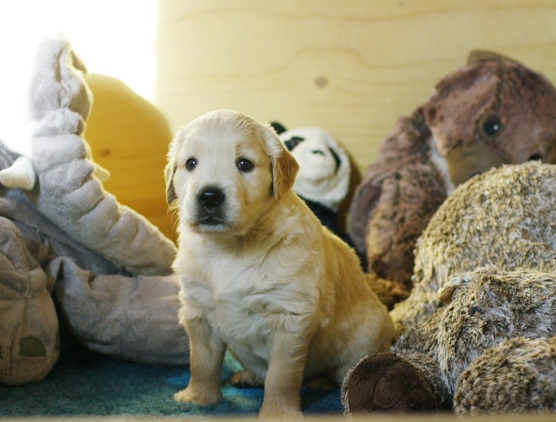 kutya fajták viselkedés