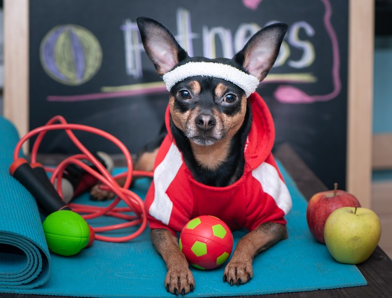 kutya, sport, konditerem, edzés