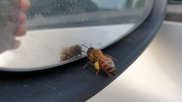 Vezetés közben megcsípte a méh a sofőrt, miskolci rendőrök mentették meg az életét