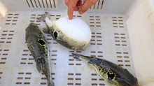 Ugyanaz a méreg van bennük, mégis csak az egyiket eszik meg – ezért különleges a japán fugu című cikk nyitóképe