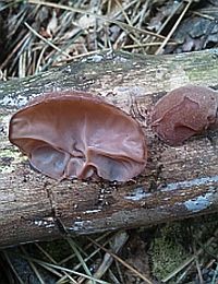 Tavaszi gombaszedés: egy kulináris sport