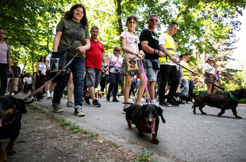 A tavalyi DOGZ Fesztivál keretében megrendezett tacskófalkaséta, ahol 502 tacsi vonult peckesen gazdijával együtt, amivel sikerült megdönteniük a magyar rekordot.