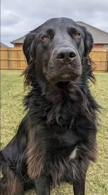  Buster feketén. A lenyűgöző előtte-utána fotókat Buster gazdája, Matt Smith töltötte fel a Redditre. Kedvence 2,5 év alatt teljesen átváltozott feketéről fehérre.