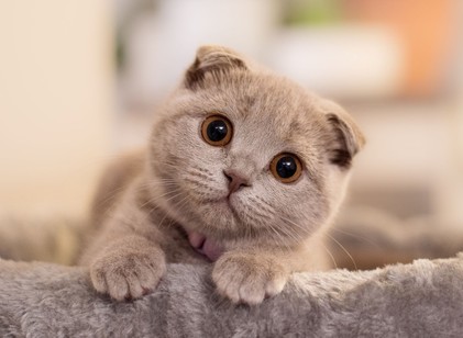 Mit jelent az, ha valaki nem szereti a macskákat? című cikk nyitóképe