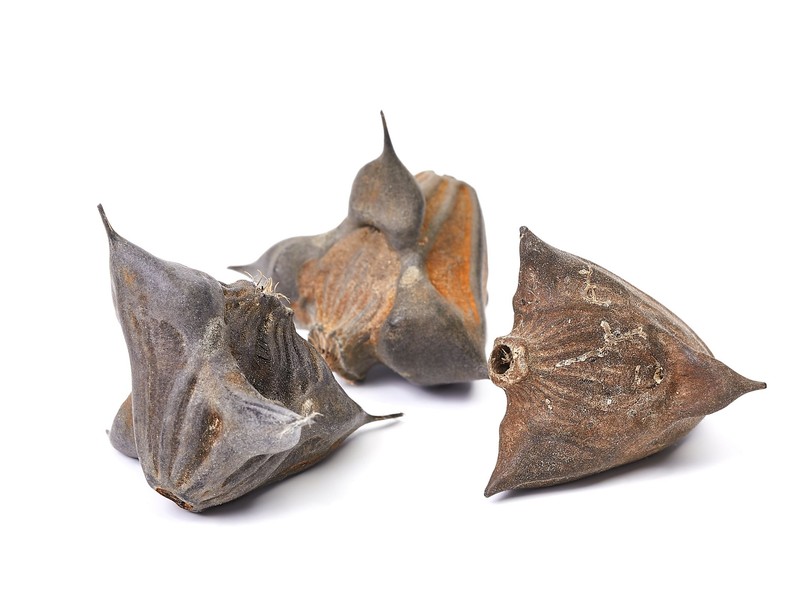 tó sulyom étkezés hatás