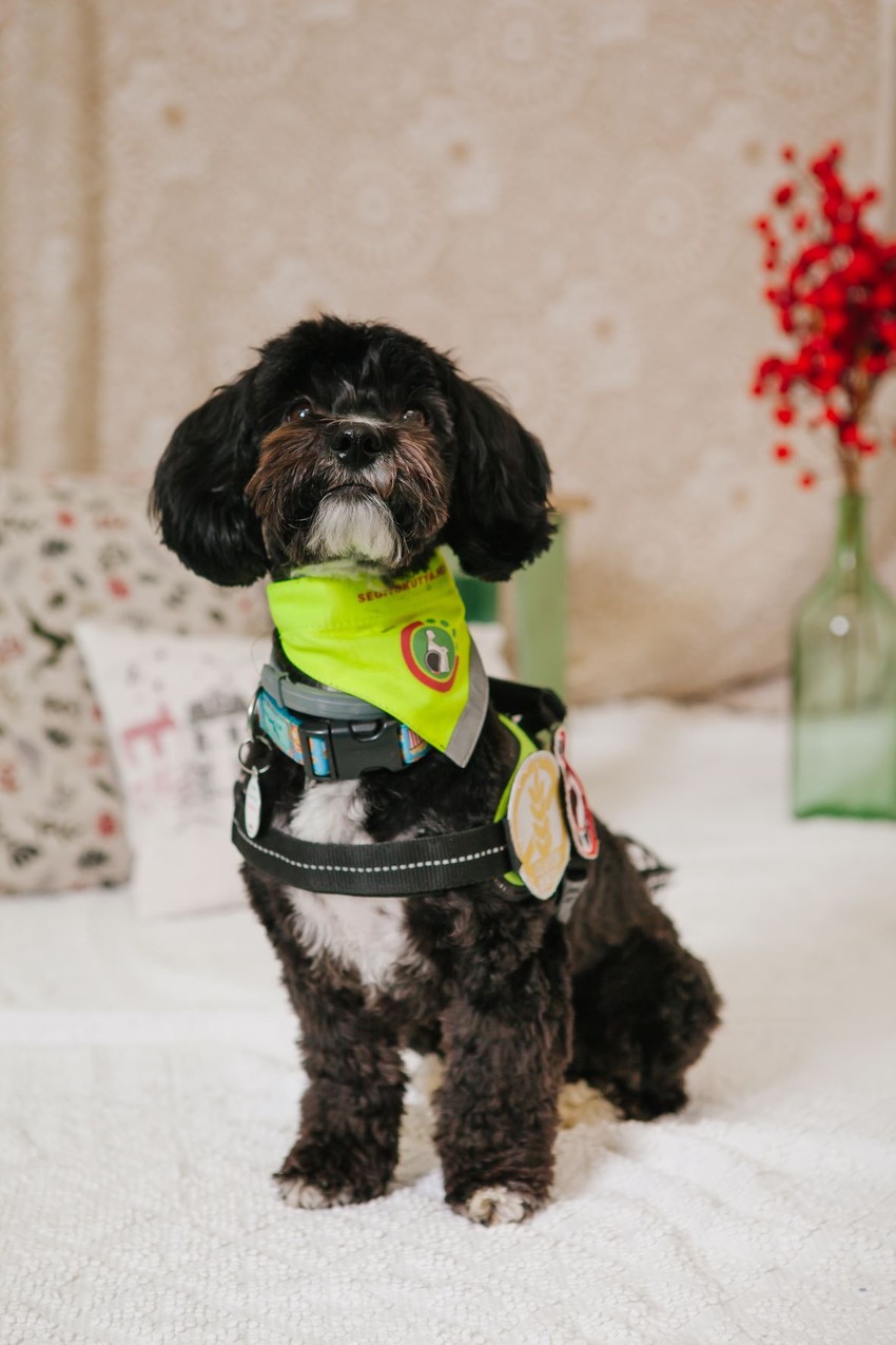 A gluténjelző kutyák a legkisebb mennyiségben is képesek kiszagolni az ételekben megbújó alattomos összetevőt.