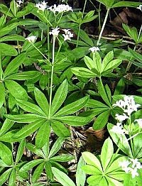 Gyógynövények - a szagos müge