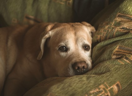 Megáll, és mintha nem tudná, hol van – így ismerheti fel időben a demencia jeleit a kutyájánál című cikk nyitóképe