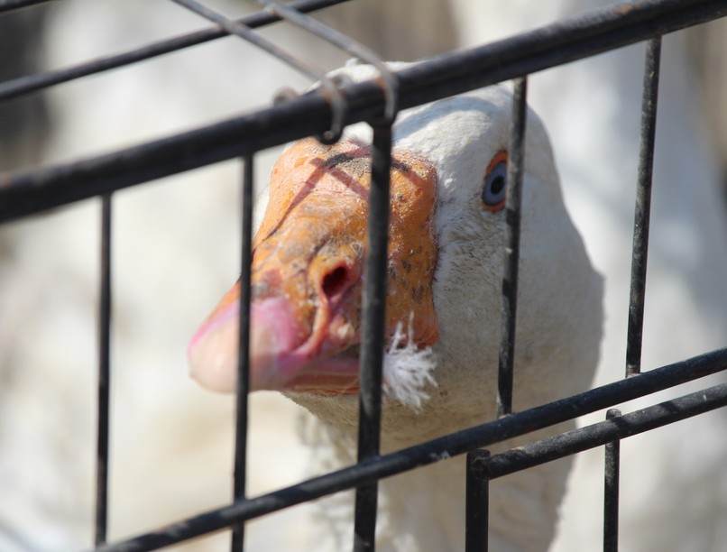 Madárinfluenza Komárom-Esztergom