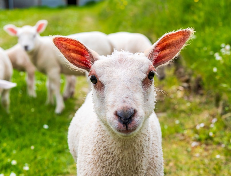 lelki egészség juh mentális betegség Lengyelország