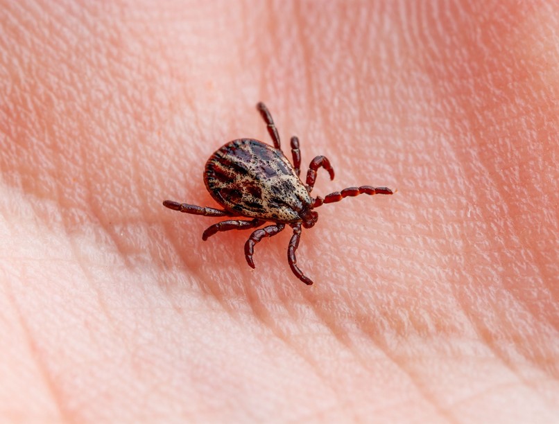 kullancs otthon pete