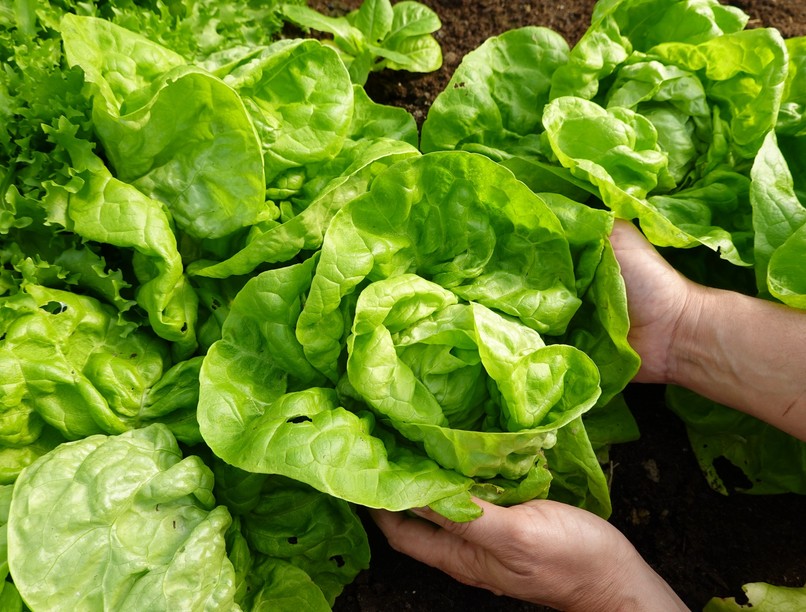 zöld saláta hatása vitamin emésztés