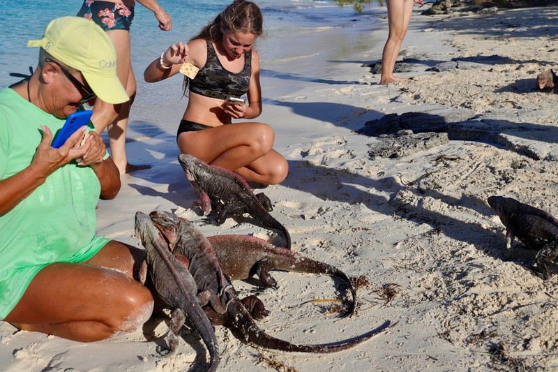 Turisták szőlővel etették a leguánokat, ez lett az eredménye
